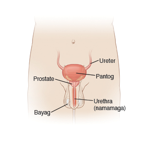 Prostate, Bayag, Ureter, Pantog, Urethra (namamaga)