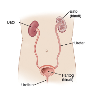 Harapang kuha ng katawan na ipinapakita ang mga kidney, ureter, at pantog. Ipinapakita ang pantog at ang isang bato sa cross section.
