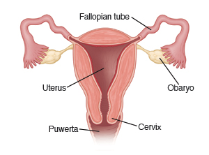Uterus, Puwerta, Cervix, Obaryo, Fallopian tube