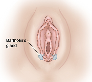 Genitales externos femeninos en los que se observan las glándulas de Bartolino.