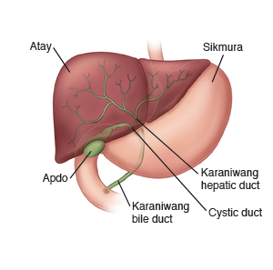 Atay, Apdo, Sikmura, Karaniwang bile dut, Cystic duct, Karaniwang hepatic duct