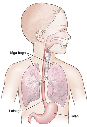 Ulo at katawan ng bata na ipinakikita ang itaas at ibabang respiratory tract at itaas ng digestive system.