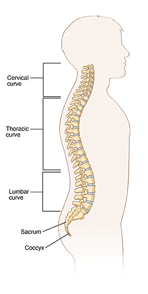 Larawan ng gulugud na ipinapakita ang cervical curve, thoracic curve, lumbar curve, sacrum, at coccyx