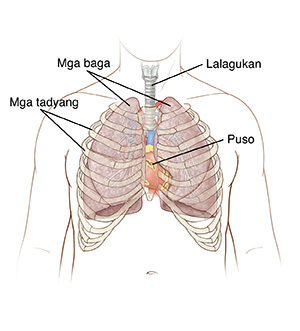 Harapang kuha ng dibdib ng lalaki na ipinakikita ang mga baga, trachea, puso, at mga tadyang.