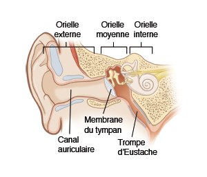 Image montrant une coupe transversale de l'oreille externe, moyenne et interne, y compris le conduit auditif, la membrane du tympan et la trompe d’Eustache.