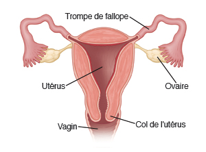 Trompe de Fallope, ovaire, utérus, col de l'utérus, vagin