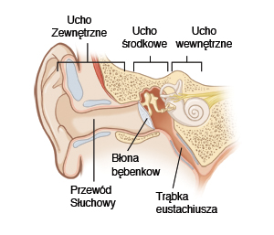 Rysunek pokazujący przekrój ucha zewnętrznego, środkowego i wewnętrznego, obejmujący przewód słuchowy, błonę bębenkową i trąbkę Eustachiusza.