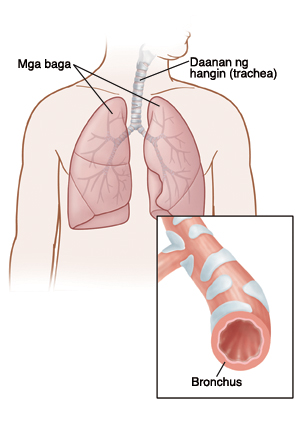 Mga baga, Daanan ng hangin (trachea), Bronchus