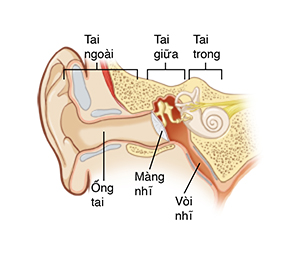 Hình ảnh cho thấy phần cắt ngang của bên ngoài, giữa, và bên trong tai, bao gồm kênh tai, màng nhĩ, và vòi eustachi.