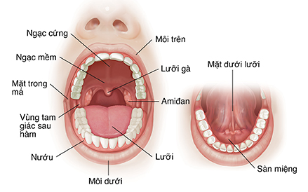 Mặt trước của miệng mở cho thấy giải phẫu bình thường.