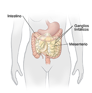 Vista frontal del abdomen de una mujer donde se observan el estómago, el intestino, el mesenterio y los ganglios linfáticos mesentéricos.