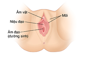 Mặt bên ngoài của cơ quan sinh dục của phụ nữ.