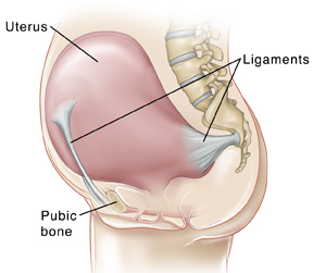 Vista lateral del abdomen de una mujer embarazada en la que se ven los ligamentos que conectan el útero con la parte baja de la columna y el hueso púbico.