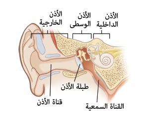 صورة تظهر قطاعًا عرضيًا من الأذن الخارجية، والأذن الوسطى، والأذن الداخلية وتشمل قناة الأذن وطبلة الأذن والقناعة السمعية.
