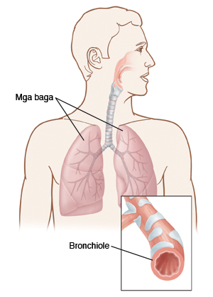 Mga baga, Bronchiole