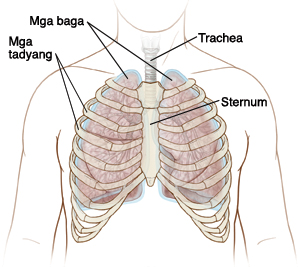Mga baga, Mga tadyang, Trachea, Sternum