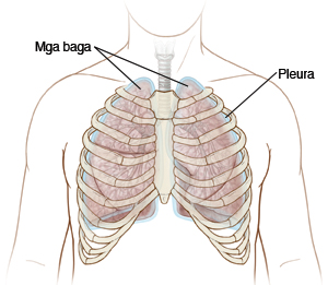 Mga baga, Pleura