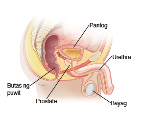 Tanaw ng anatomya ng pelvic ng lalaki, na pinapakita ang pantog, ang rektum, prosteyt, bayag at uretra.