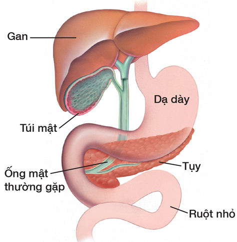 Gan, túi mật, dạ dày, tuyến tụy, ống mật thường gặp và ruột non