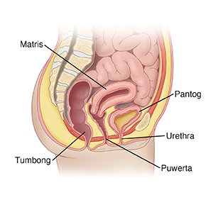 Side view ng balakang ng babae na ipinakikita ang pantog, urethra, at matris.