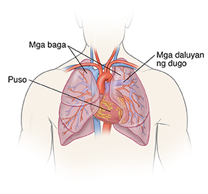 Harapang larawan ng lalaking kita ang ulo at dibdib na ipinapakita ang puso at mga baga.
