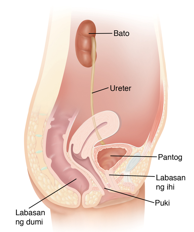 Tagilirang kuha ng hinati sa gitnang ng daanan ng ihi ng babae.