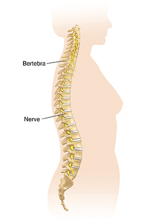 Side view ng katawan ng babae na nagpapakita ng tatlong kurba ng gulugod.